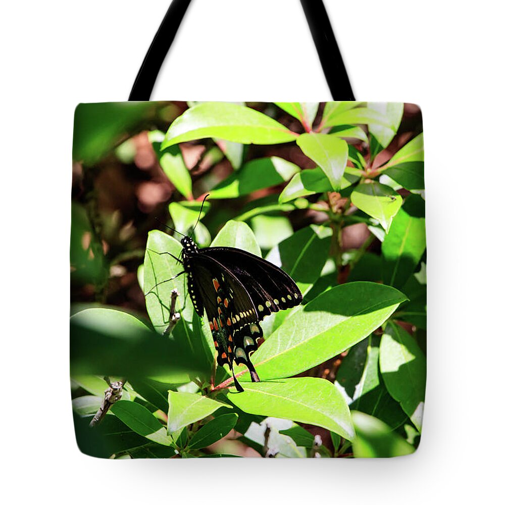 Butterfly Tote Bag featuring the photograph Black Swallowtail Butterfly by Natural Vista Photography - Matt Sexton