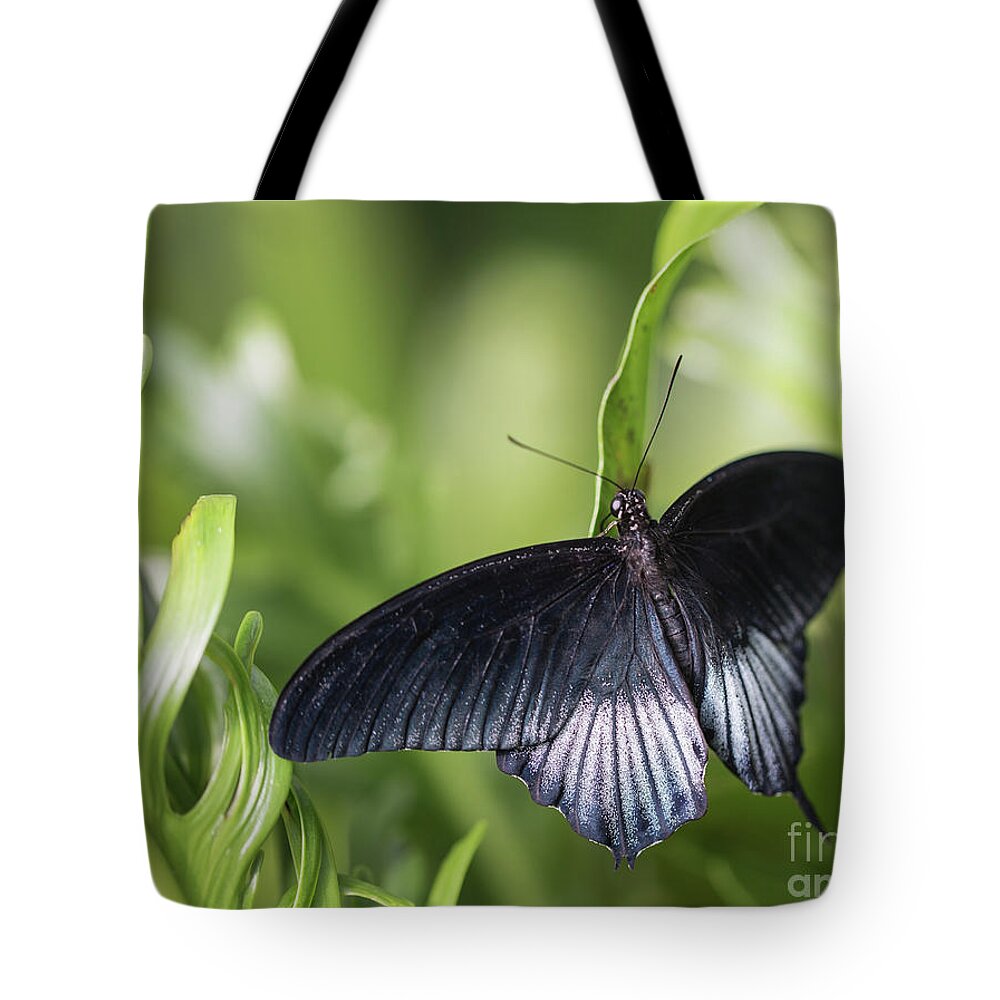 Papilio Rumanzovia Tote Bag featuring the photograph Black Velvet by Eva Lechner
