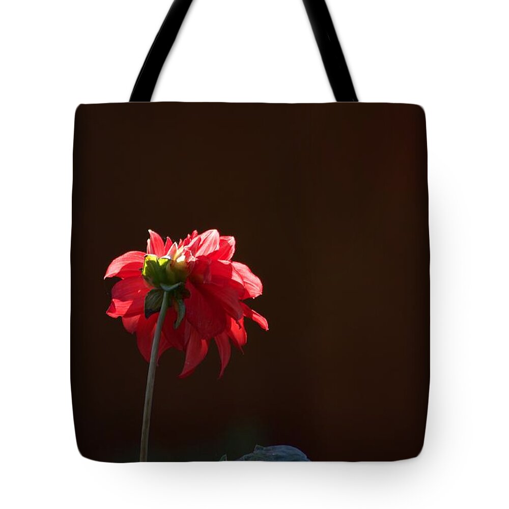 Rose Tote Bag featuring the photograph Black with Rose by Lora Lee Chapman