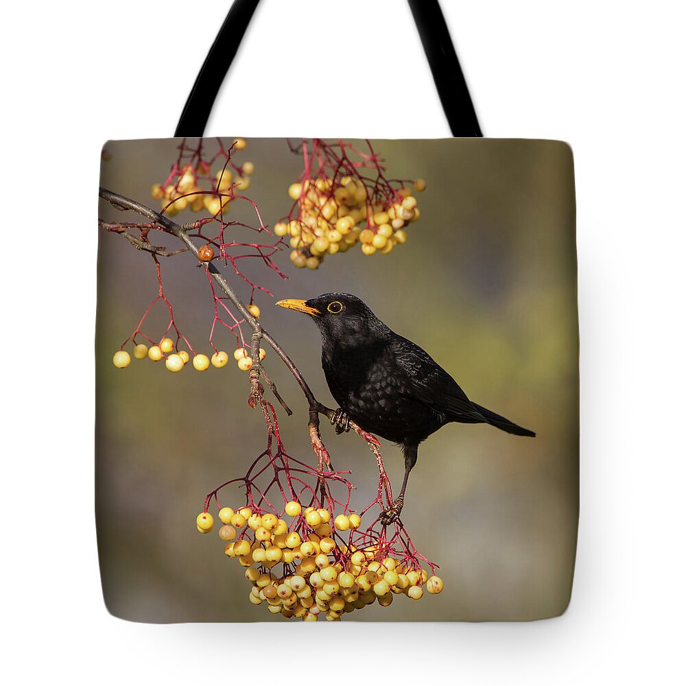 Blackbird Tote Bag featuring the photograph Blackbird Yellow Berries by Pete Walkden