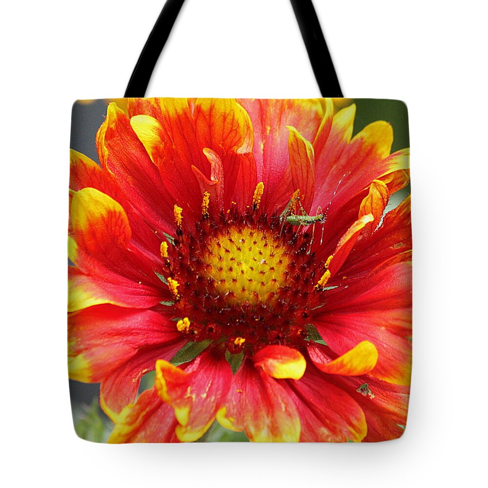 Nature Tote Bag featuring the photograph Blanket Flower and Bug by Sheila Brown