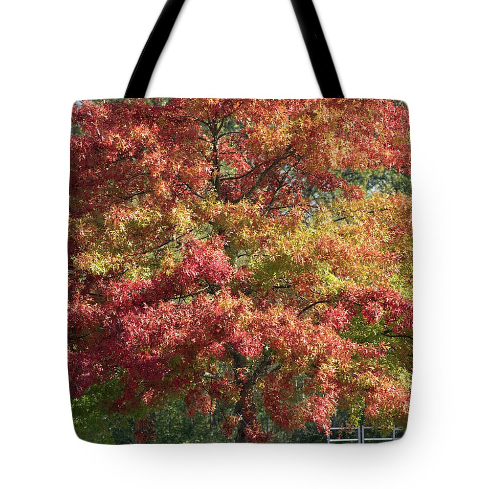 Blazing Tree In Hillcrest Park Tote Bag featuring the photograph Blazing Tree in Hillcrest Park by Tom Cochran