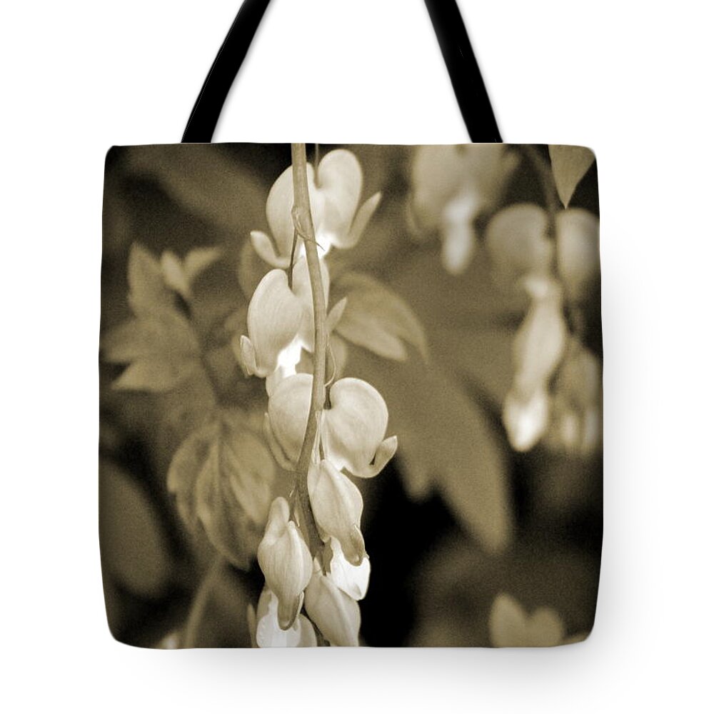 Bleeding Hearts Tote Bag featuring the photograph Bleeding Hearts In Sepia by Colleen Cornelius