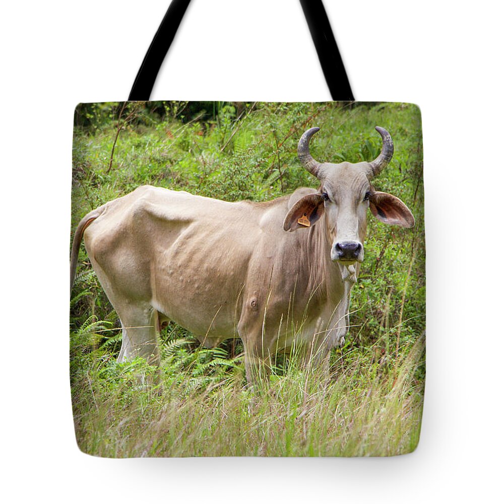 Cow Tote Bag featuring the photograph Blonde Beauty by Venetia Featherstone-Witty