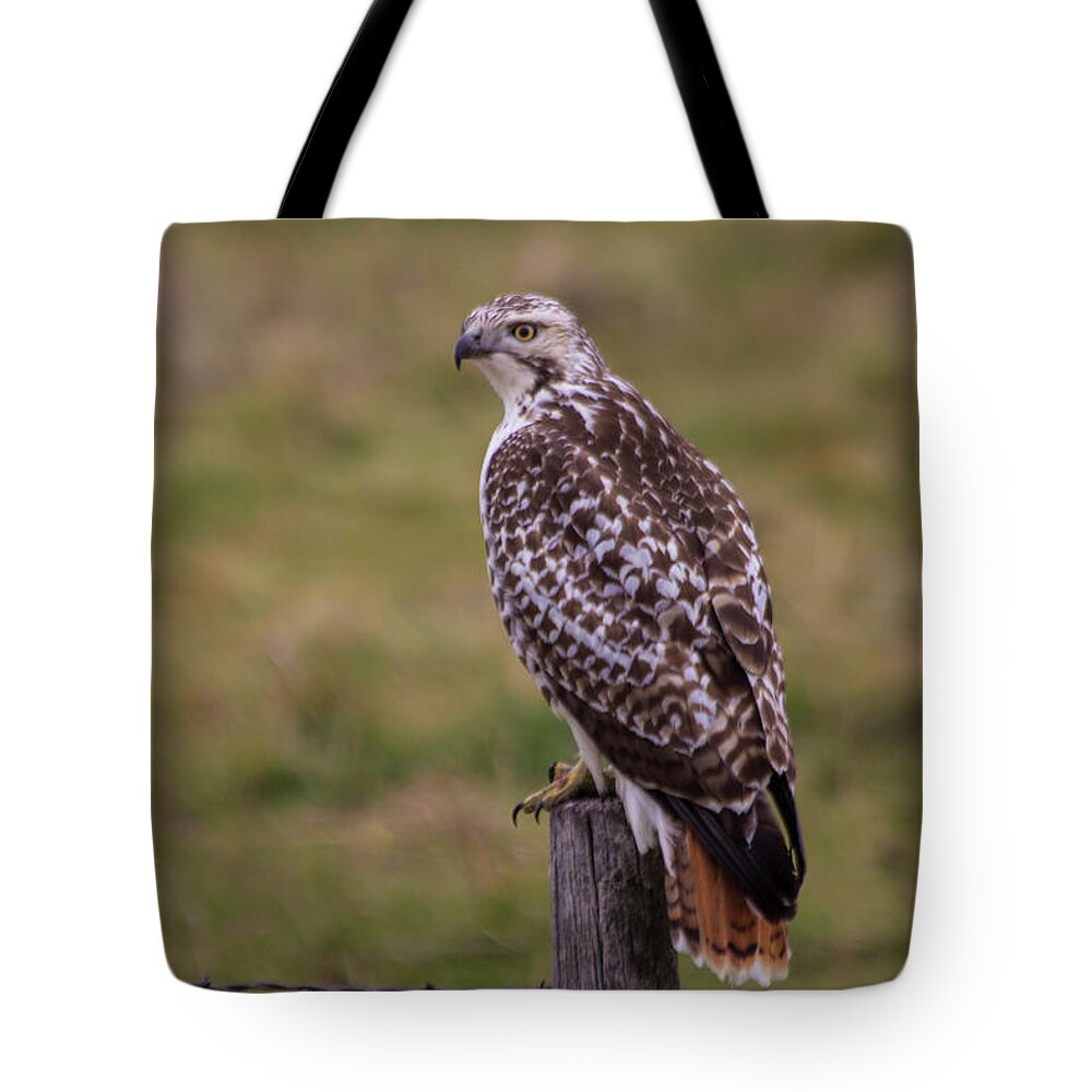South Dakota Tote Bag featuring the photograph Bloody Talons by Aaron J Groen