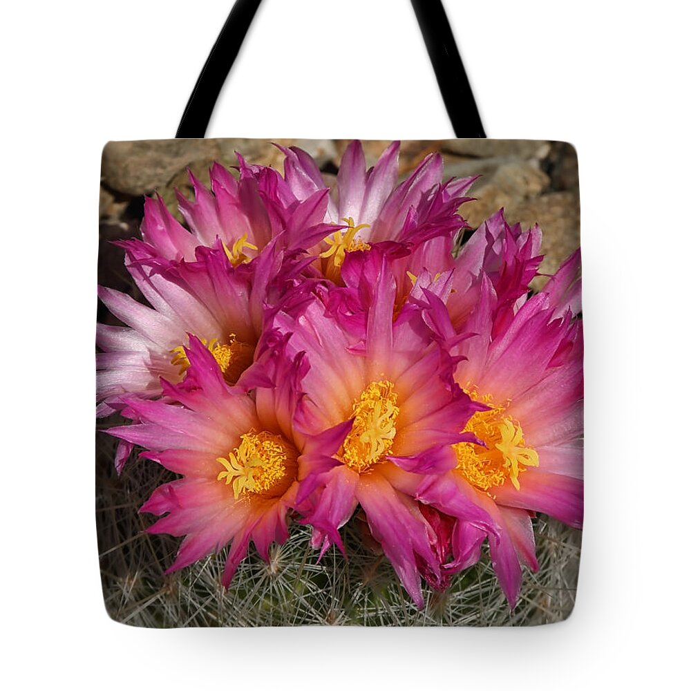 Cacti Tote Bag featuring the photograph Blooming Desert by Elaine Malott