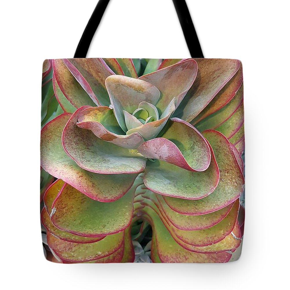 Succulent Tote Bag featuring the photograph Blooming Succulent by Ian Kowalski