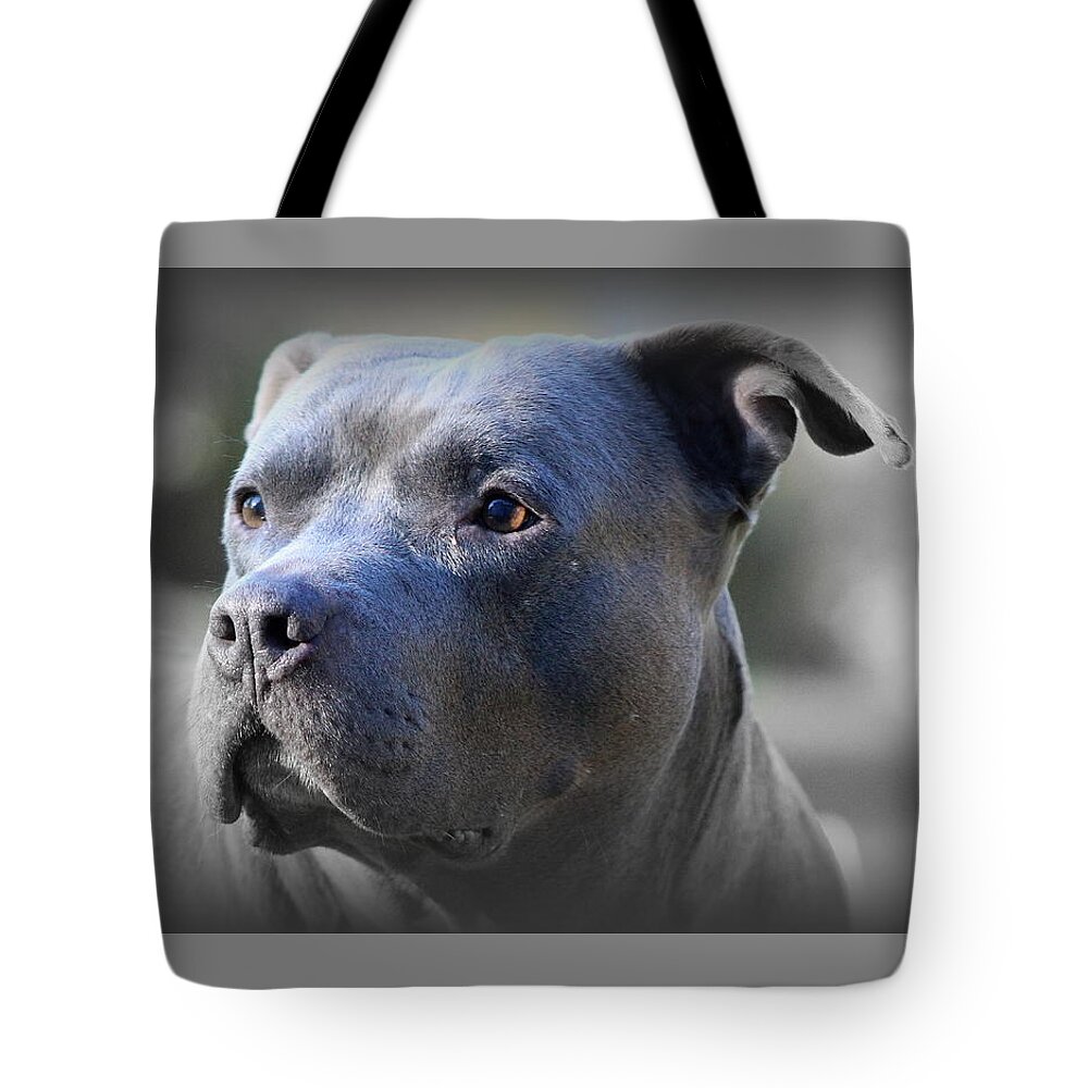 Pit Bull Tote Bag featuring the photograph Blu by Sue Long
