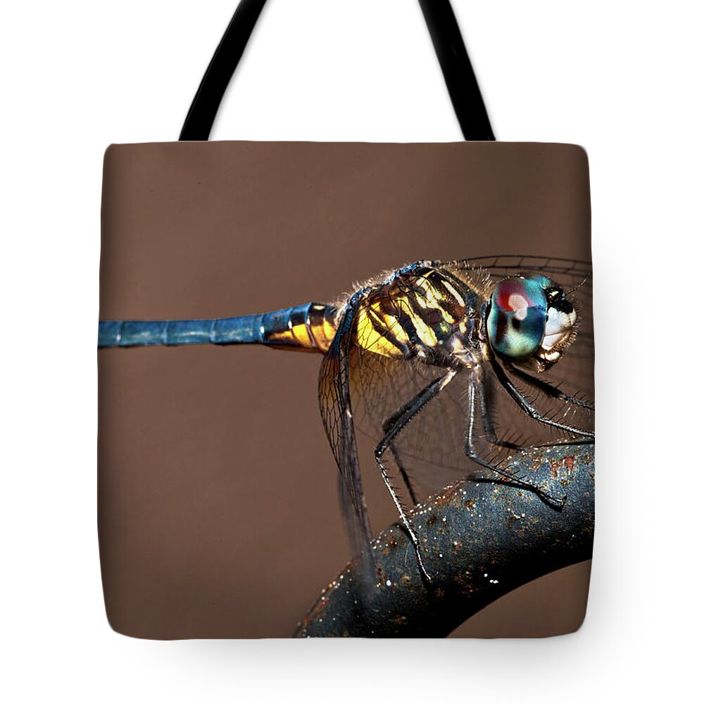 Dragonfly Tote Bag featuring the photograph Blue and Gold Dragonfly by Christopher Holmes