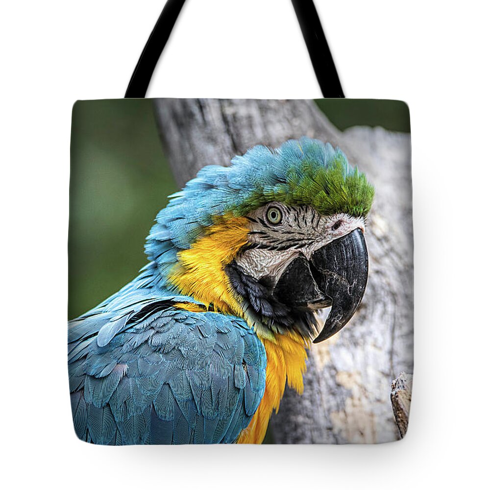 Animal Tote Bag featuring the photograph Blue and Yellow Macaw by Teresa Wilson
