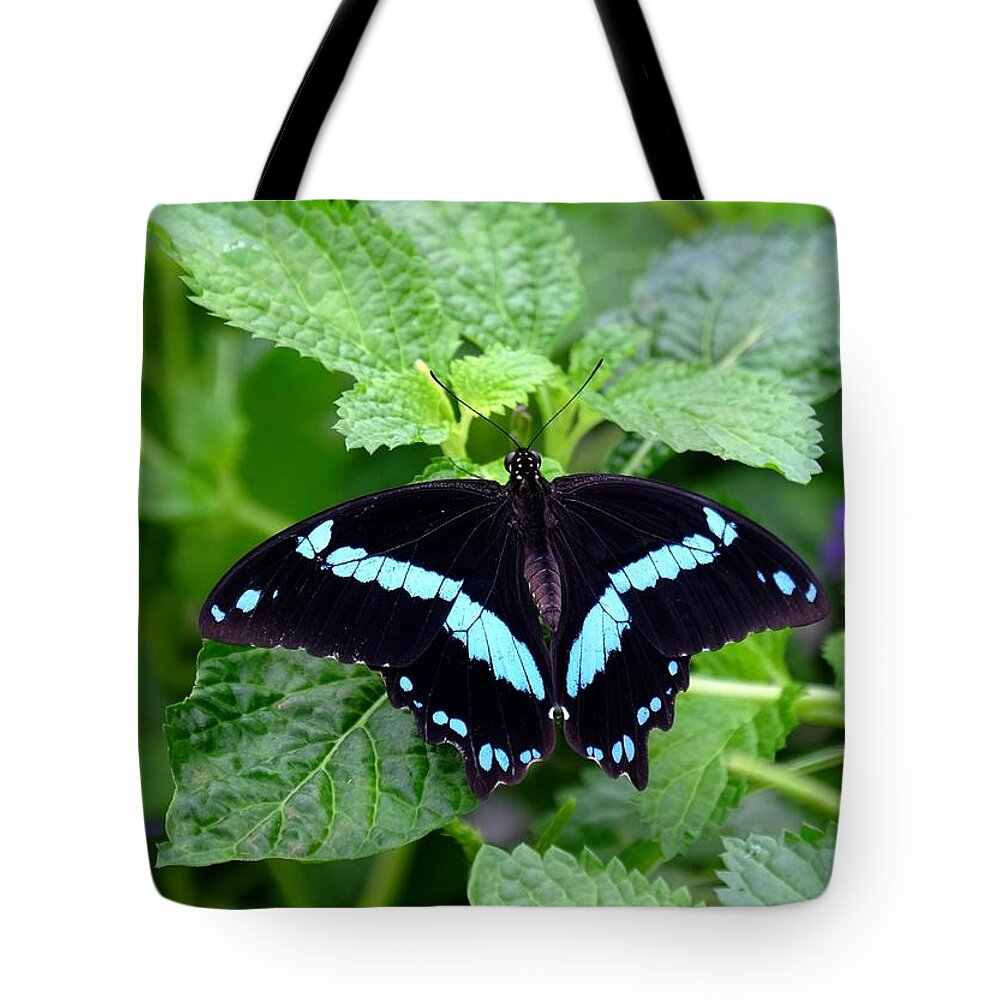Butterfly Tote Bag featuring the photograph Blue banded Swallowtail Butterfly by Ronda Ryan