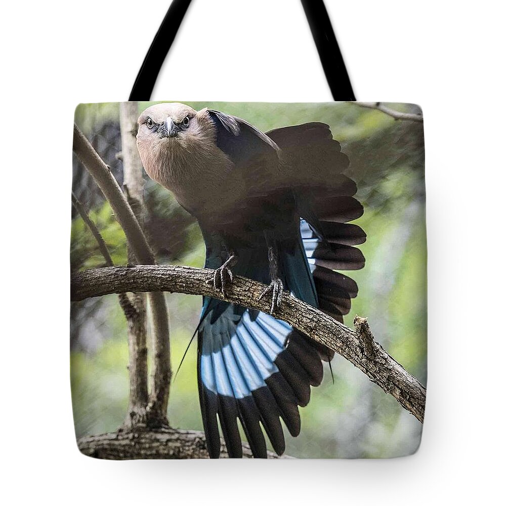 Fauna Tote Bag featuring the photograph Blue Bellied Roller Stretching His Flight Feathers by William Bitman
