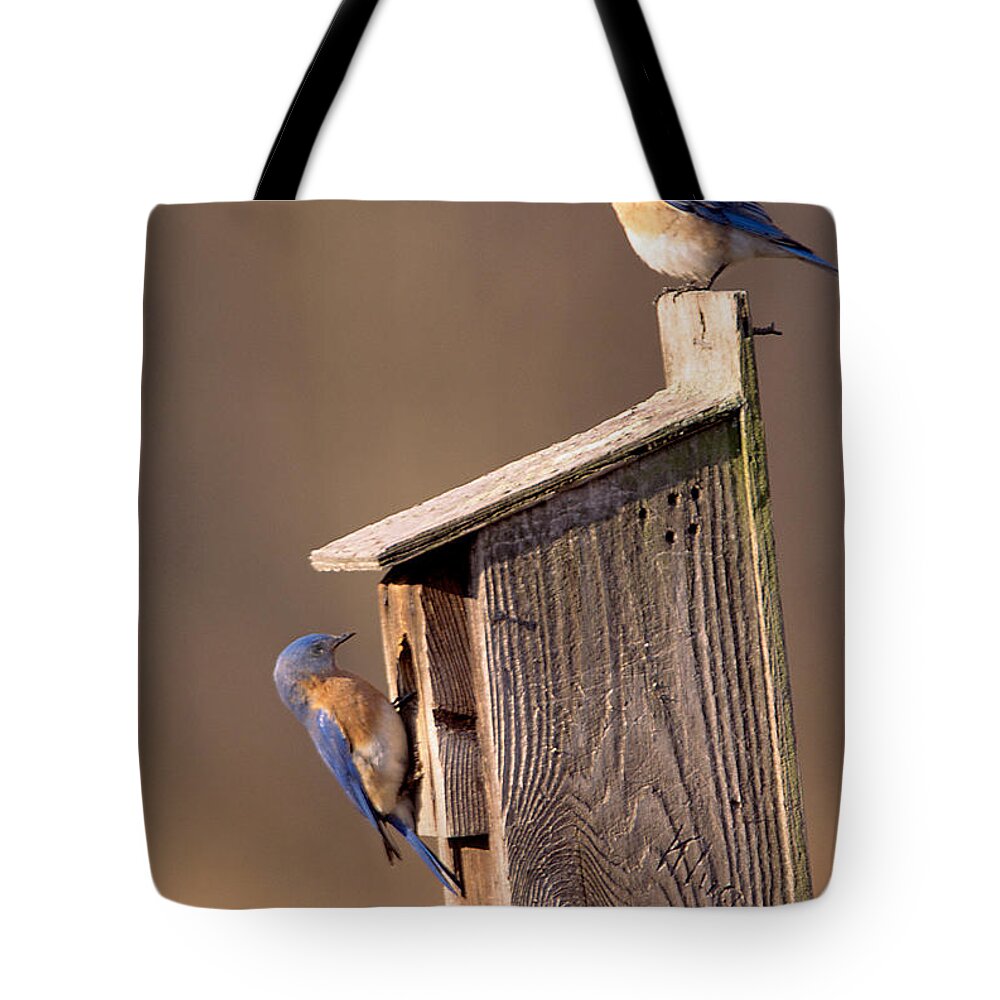 Bird Tote Bag featuring the photograph Blue Bird Couple by John Harmon