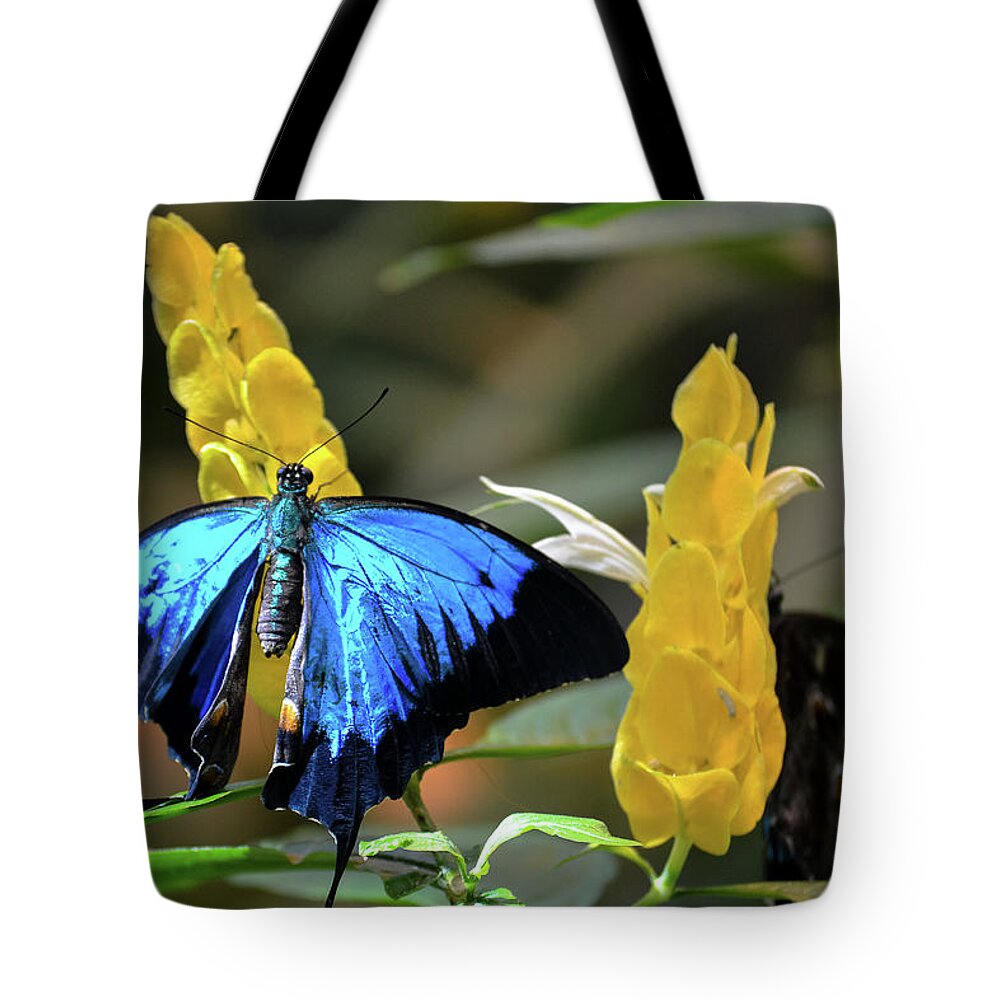 Blue Tote Bag featuring the photograph Blue Beauty Butterfly by Brad Thornton