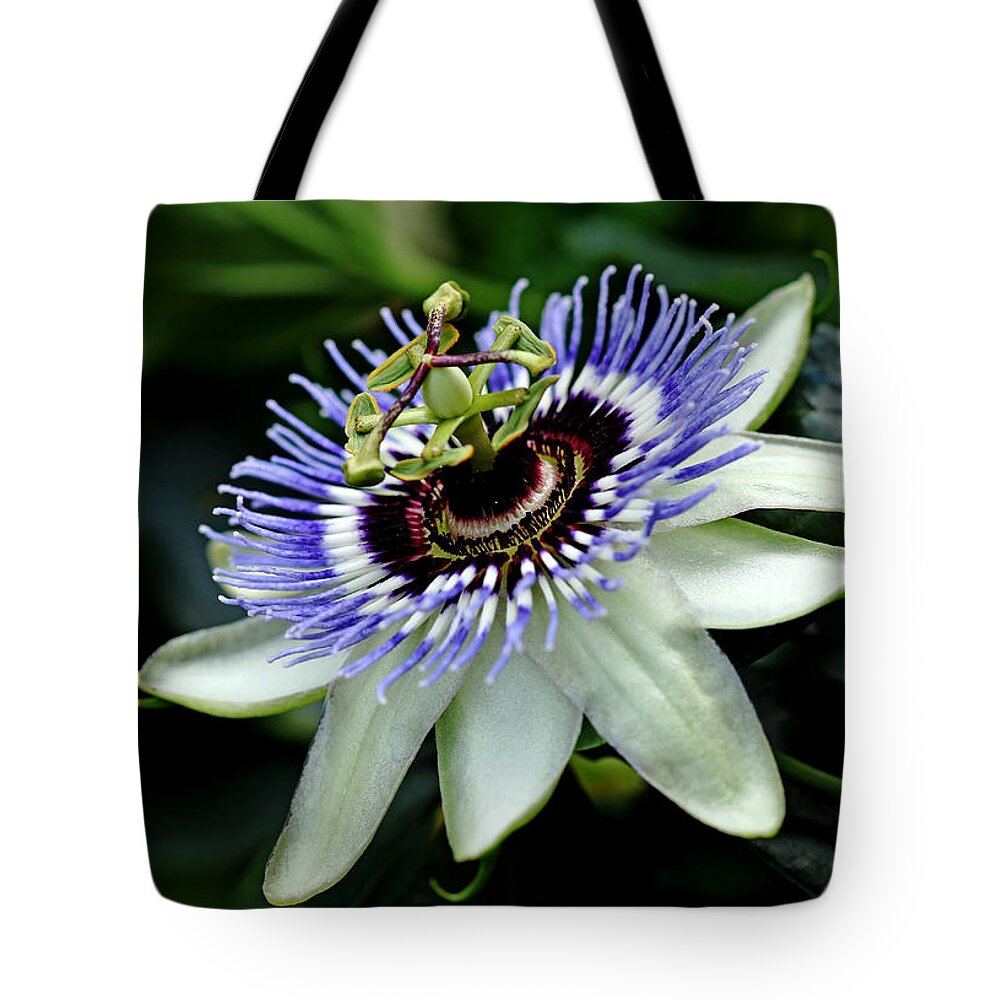 Passiflora Tote Bag featuring the photograph Blue Crown Passion Flower by Debbie Oppermann