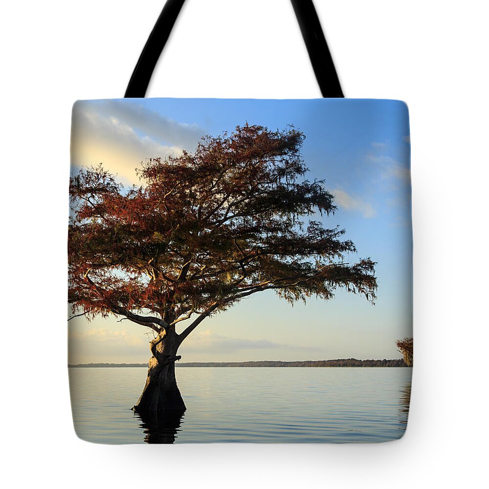 Blue Cypress Lake Tote Bag featuring the photograph Blue Cypress Lake Fall Color by Stefan Mazzola