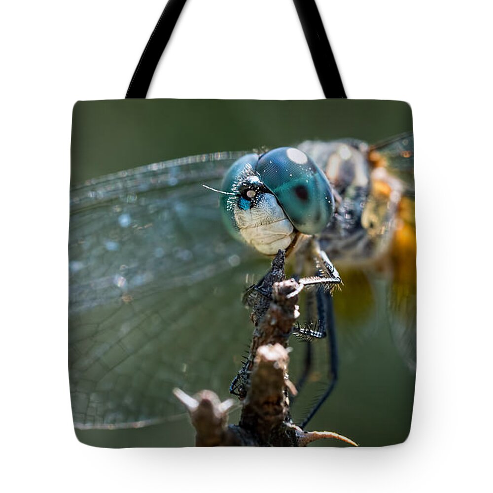 Dragonfly Tote Bag featuring the photograph Blue Dasher Dragonfly by Brad Boland