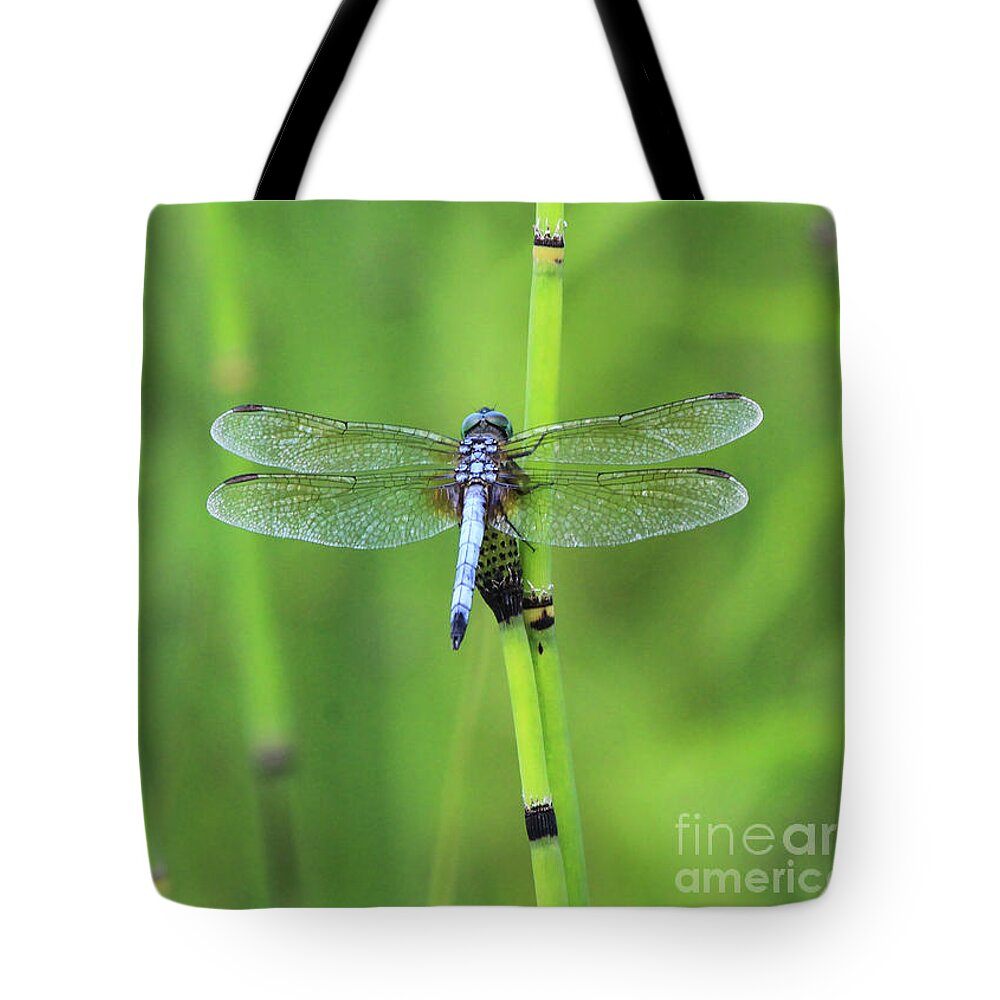 Blue Dasher Tote Bag featuring the photograph Blue Dasher by Paula Guttilla