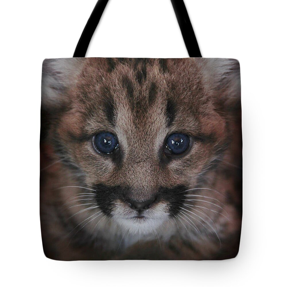 Cat Tote Bag featuring the photograph Blue Eyed Baby by Becqi Sherman