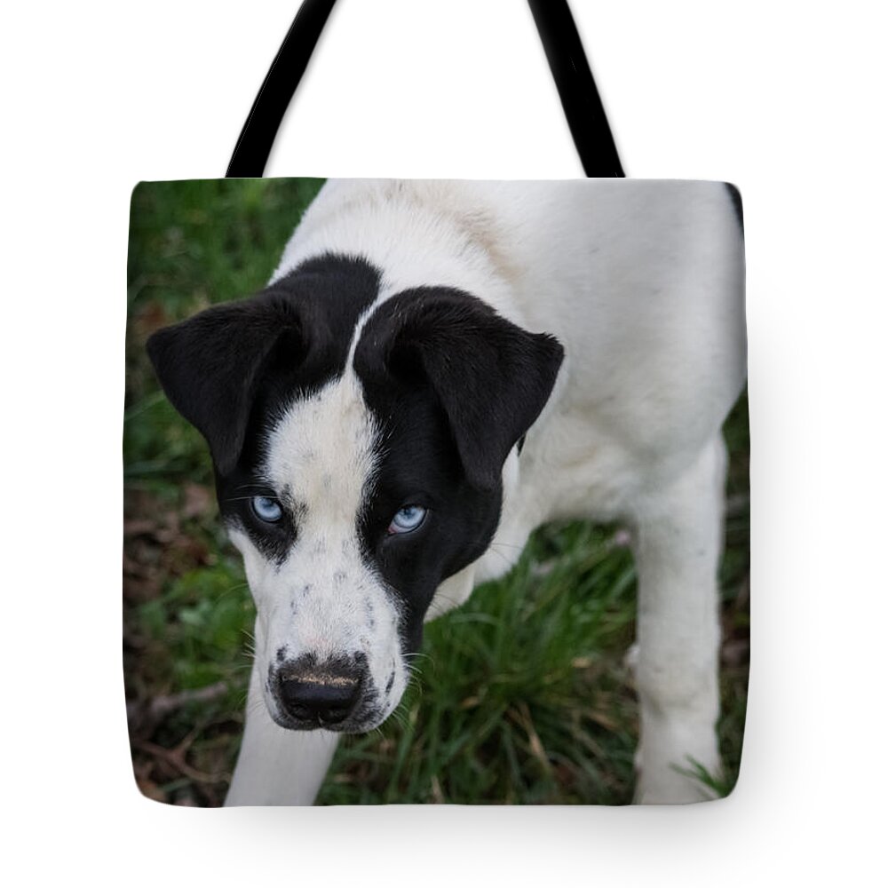 Pet Tote Bag featuring the photograph Blue Eyed Dog by Holden The Moment