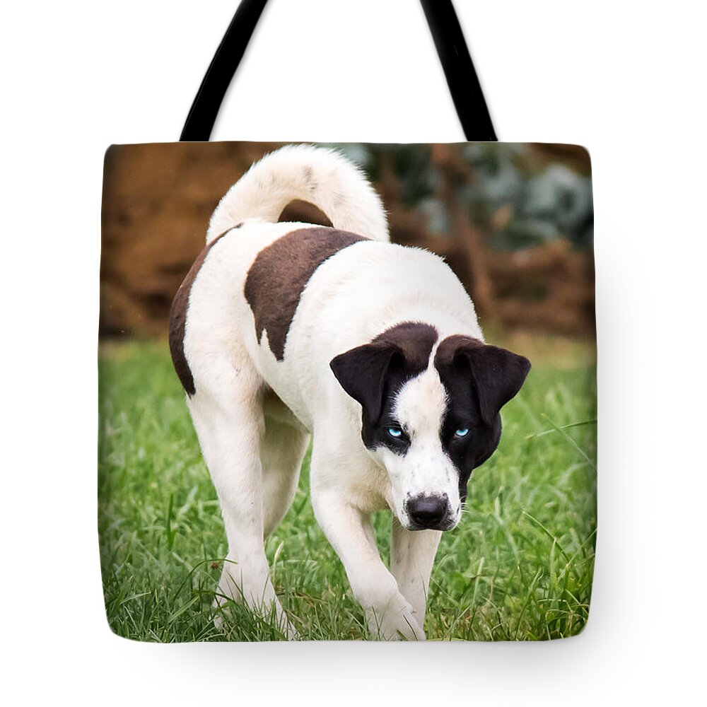 Blue Eyed Dog Tote Bag featuring the photograph Blue Eyed Dog by Holden The Moment