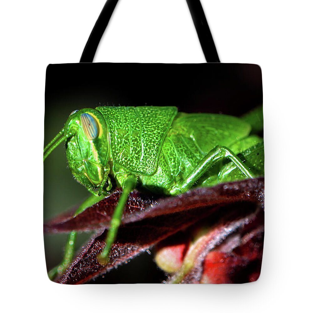Macro Tote Bag featuring the photograph Blue Eyed Green Grasshopper 001 by George Bostian