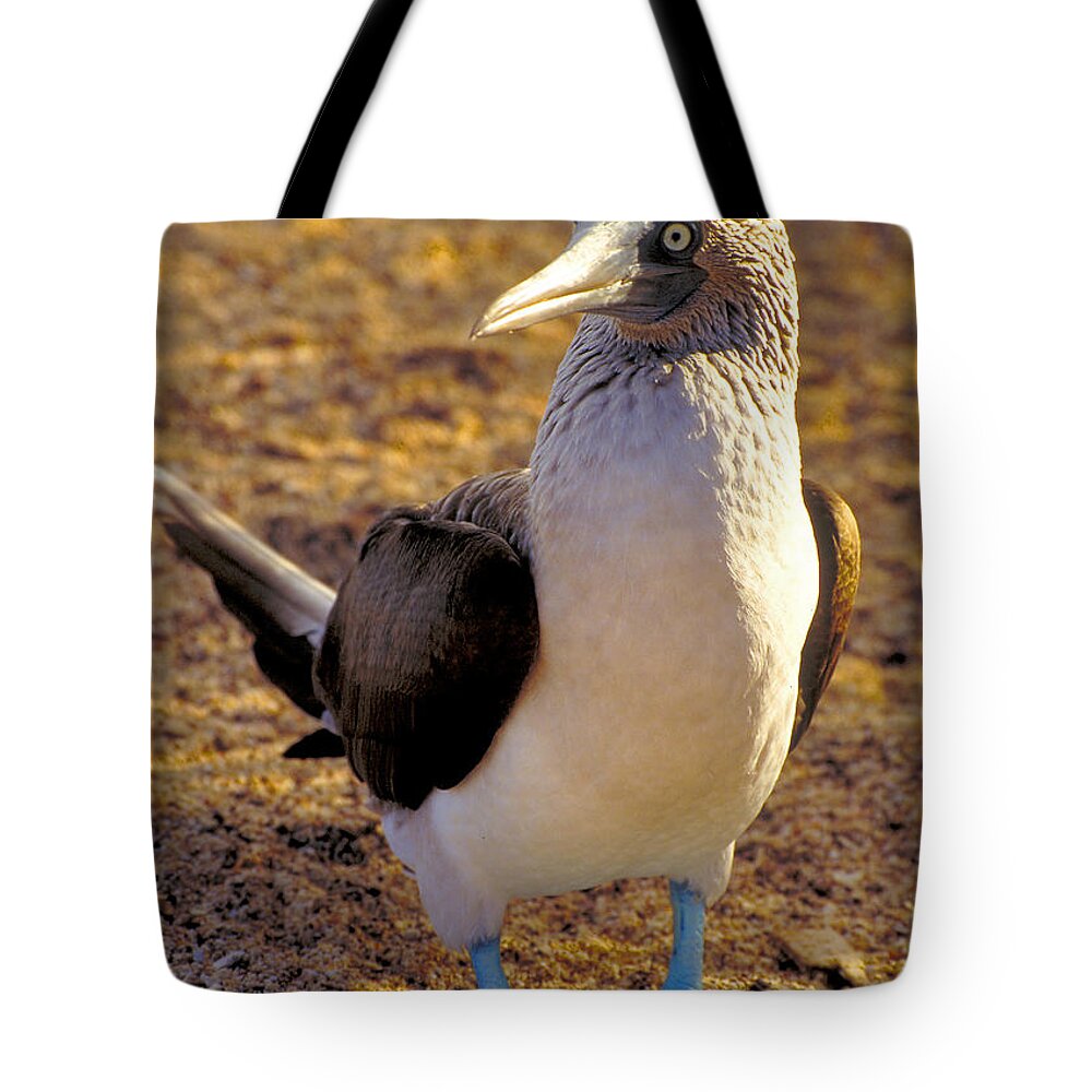 Blue Tote Bag featuring the photograph Blue-Footed Booby by Ted Keller