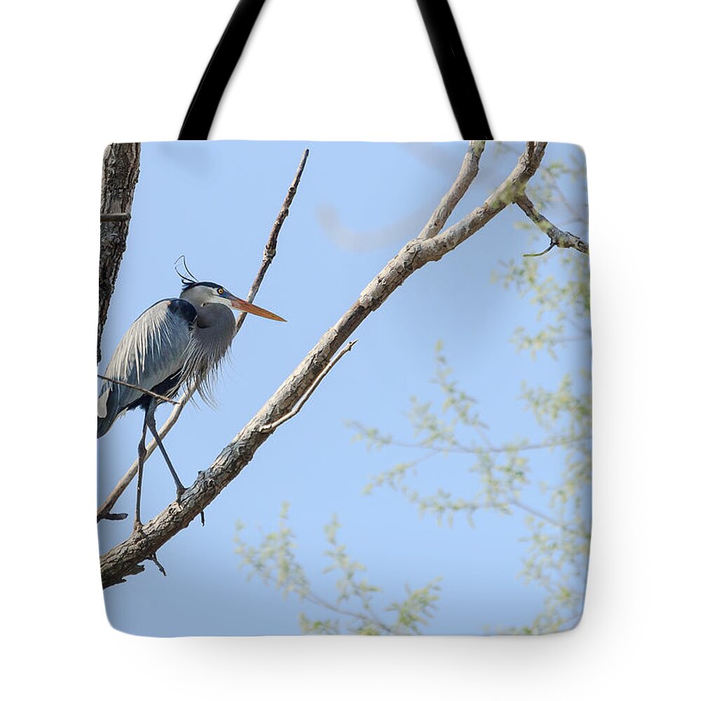 Blue Heron Tote Bag featuring the photograph Blue Heron in Tree by Joni Eskridge