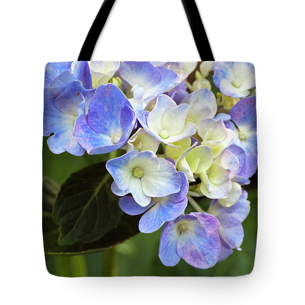 Hydrangea Tote Bag featuring the photograph Blue Hydrangea by Elsa Santoro