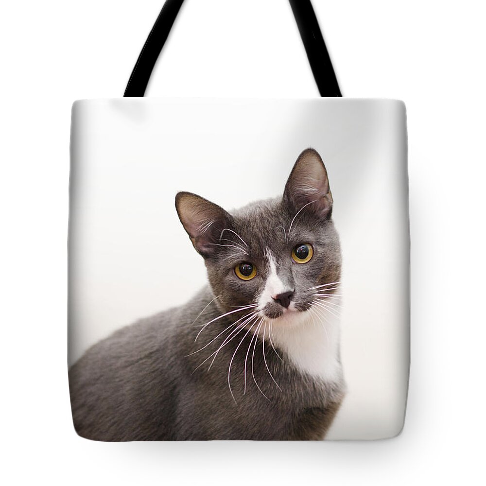 Grey And White Cat Tote Bag featuring the photograph Blue by Irina ArchAngelSkaya