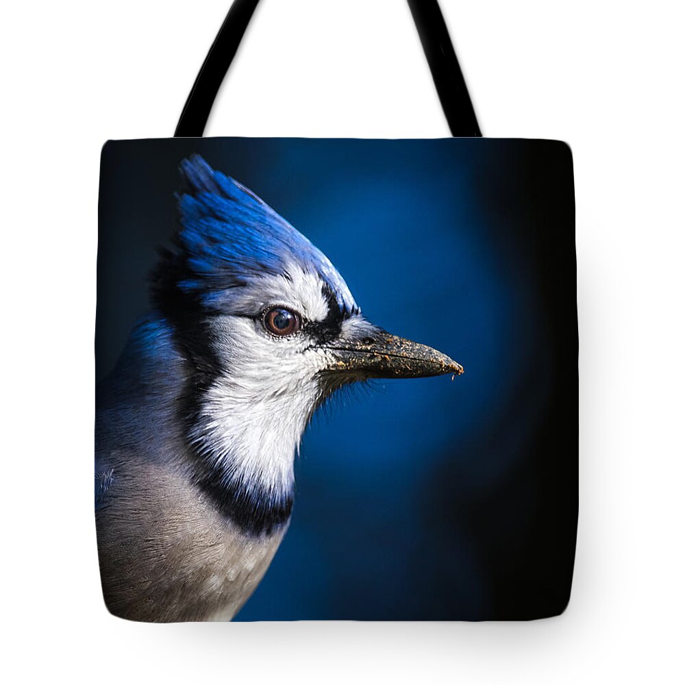 Blue Jay Tote Bag featuring the photograph Blue Jay by Bob Orsillo