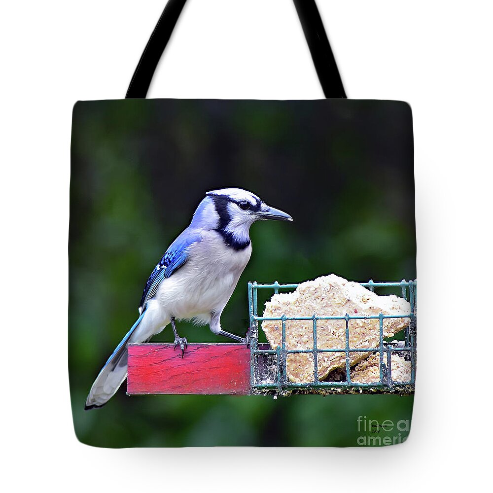 Bird Tote Bag featuring the photograph Blue Jay - Cyanocitta Cristata by DB Hayes