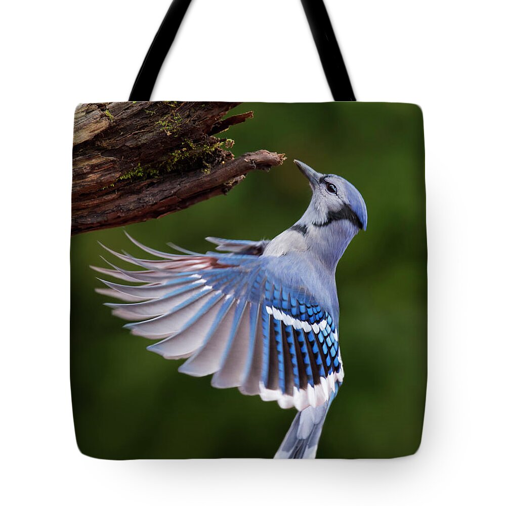 Autumn Tote Bag featuring the photograph Blue Jay in Flight by Mircea Costina Photography