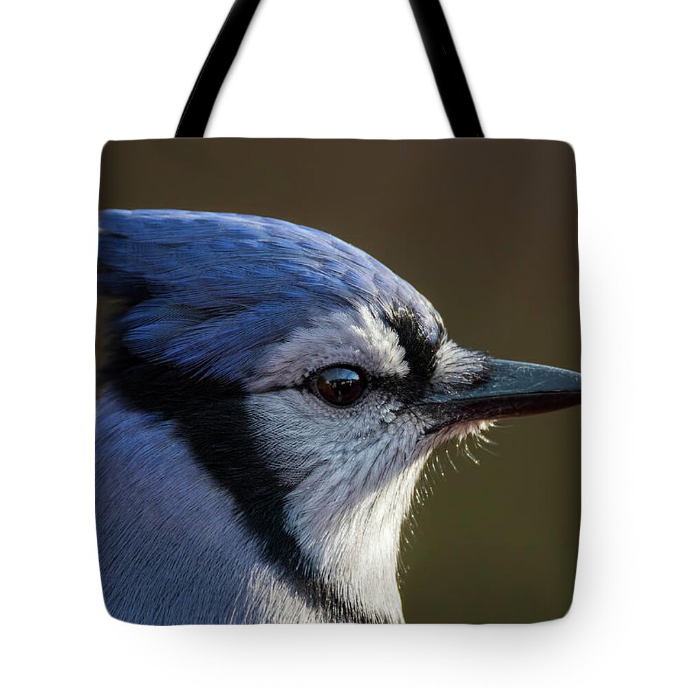 Autumn Tote Bag featuring the photograph Blue Jay Portrait by Mircea Costina Photography