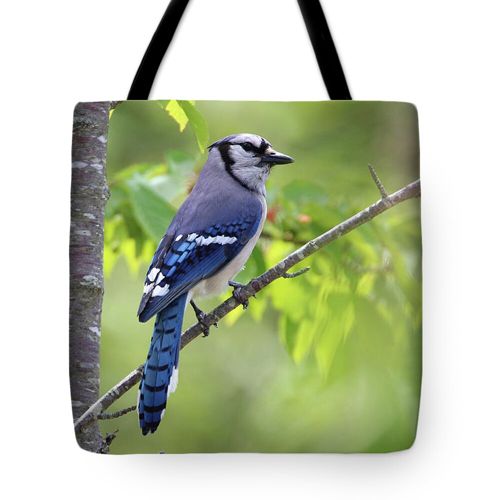 Blue Jay Tote Bag featuring the photograph Blue Jay Stony Brook New York by Bob Savage