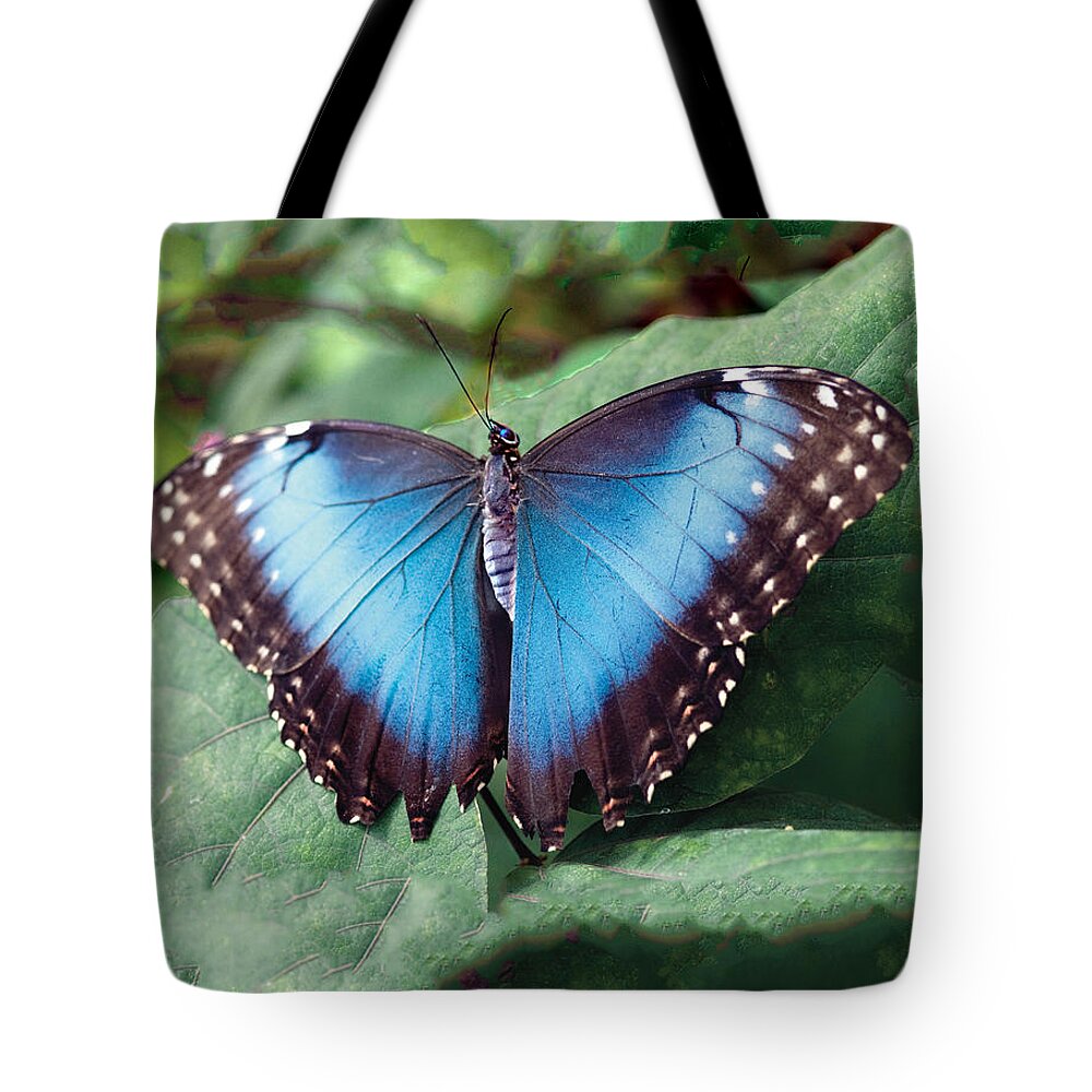 Butterfly Tote Bag featuring the photograph Blue Morpho Butterfly by William Bitman