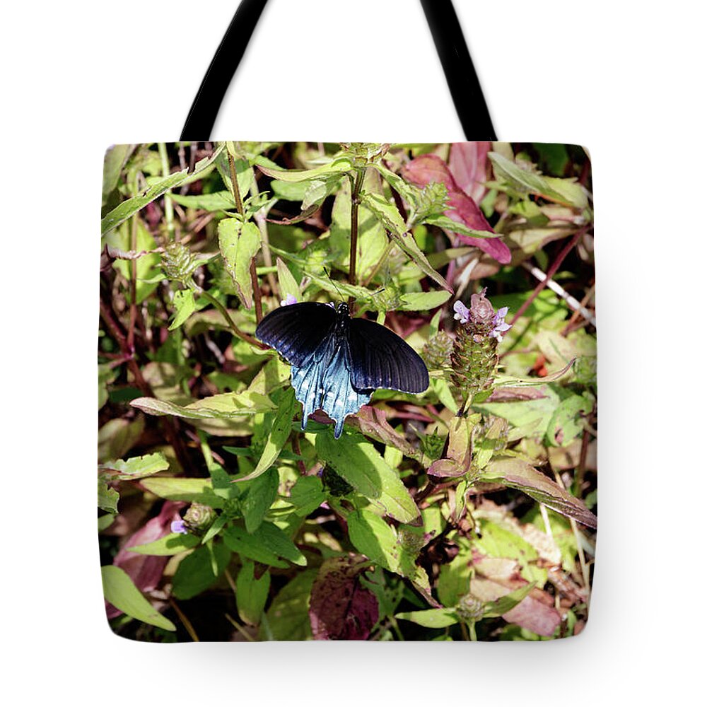 Butterfly Tote Bag featuring the photograph Blue Ridge Butterflies 2 by Matt Sexton