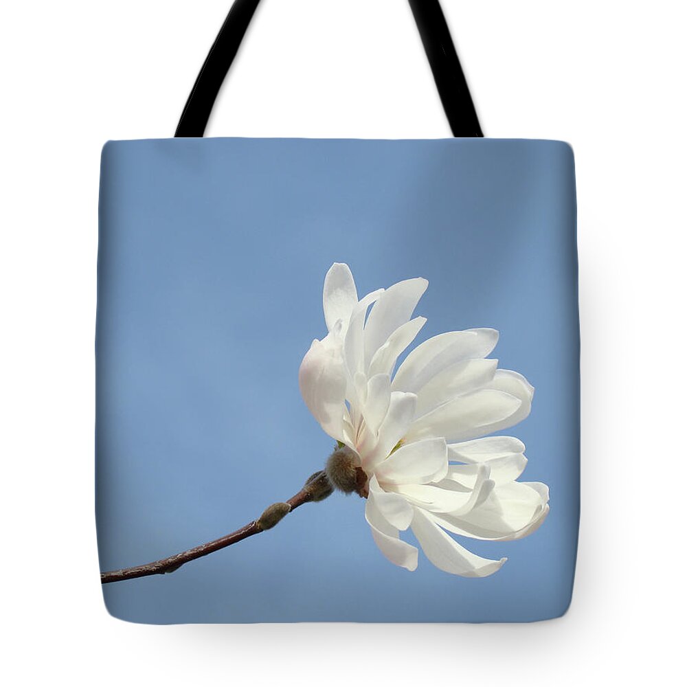 Magnolia Tote Bag featuring the photograph Blue Sky art White Magnolia Flowers by Patti Baslee