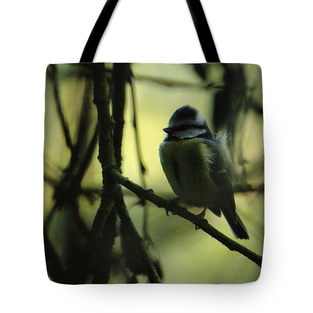 Bird Tote Bag featuring the photograph Blue Tit Autumn Evening by Adrian Wale