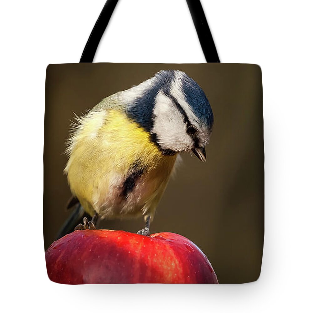 Bird Tote Bag featuring the photograph Blue Tit Cyanistes caeruleus sat on a red apple looking down by Simon Bratt