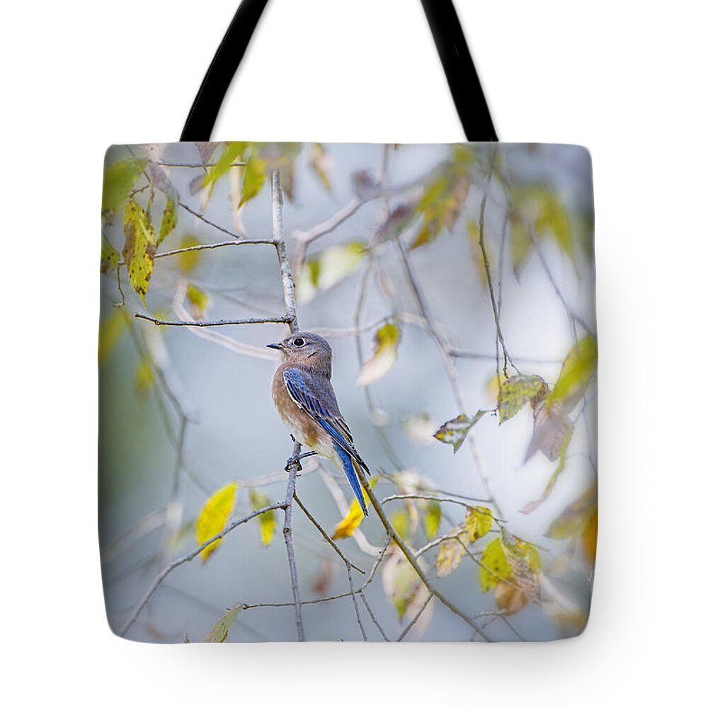 Eastern Bluebird Tote Bag featuring the photograph Bluebird in Autumn by Bonnie Barry