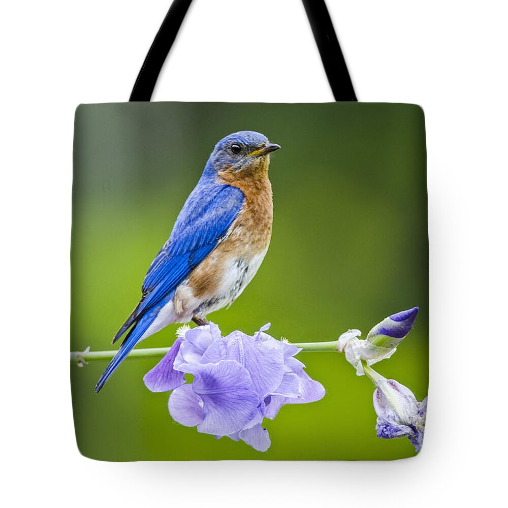 Bird Tote Bag featuring the photograph Bluebird on Iris by Peg Runyan