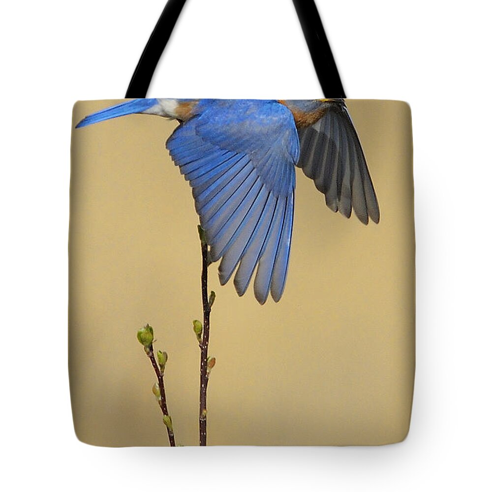 Bluebird Tote Bag featuring the photograph Bluebird Takes Flight by William Jobes