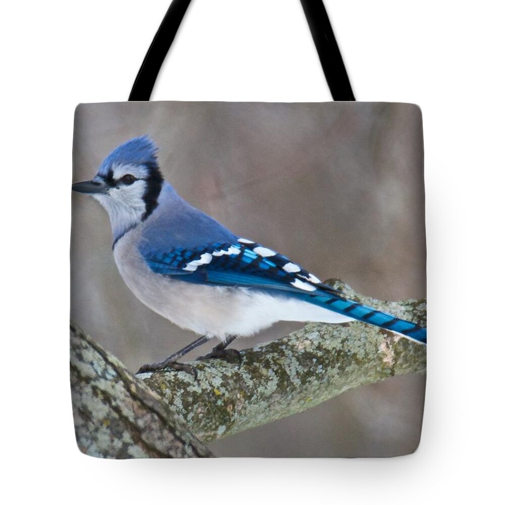Bluejay Tote Bag featuring the photograph Bluejay 1357 by Michael Peychich