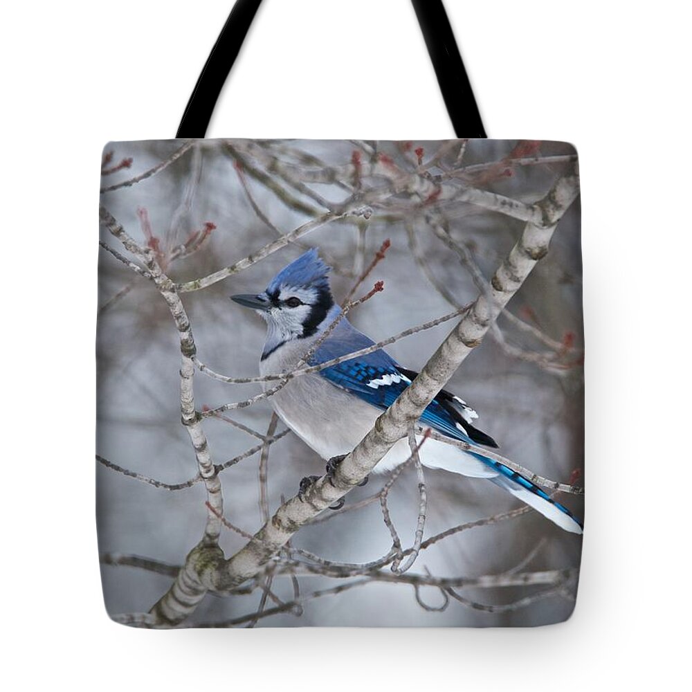 Bluejay Tote Bag featuring the photograph Bluejay 1358 by Michael Peychich