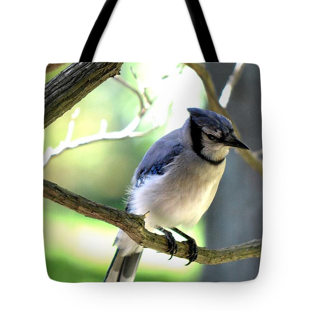 Bluejay Tote Bag featuring the photograph Bluejay by Dani McEvoy