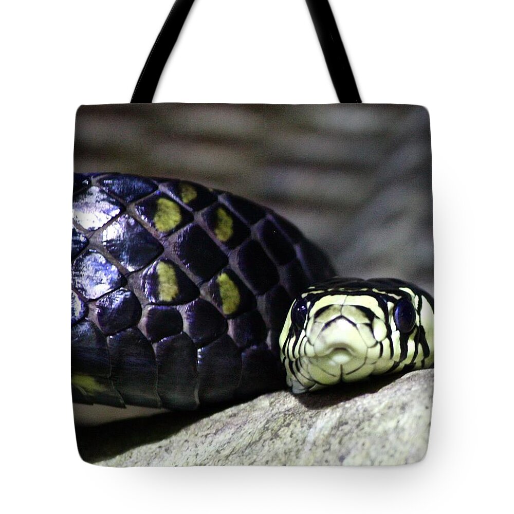 Boa Constrictor Tote Bag featuring the photograph Boa by Brent Sisson
