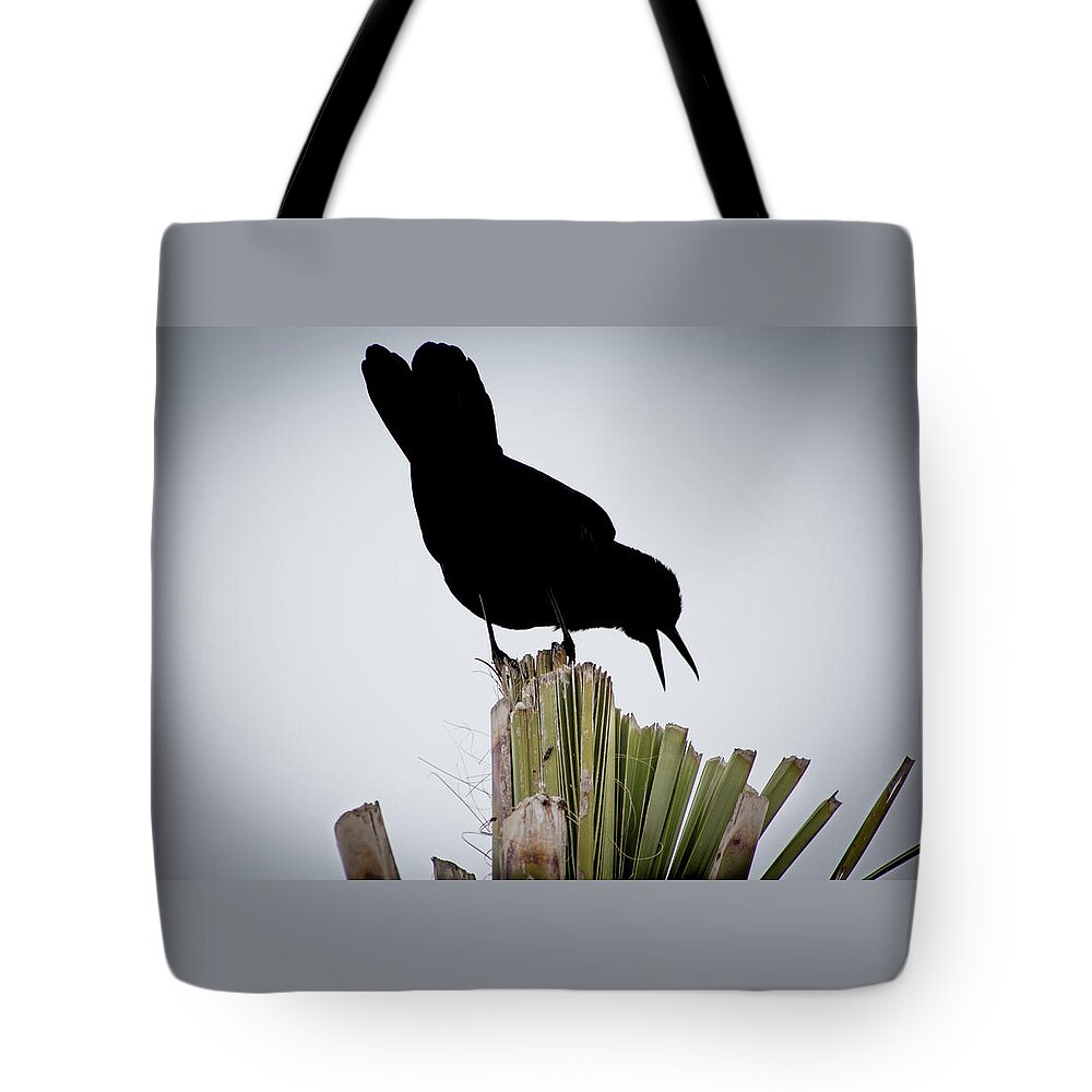 Boat-tailed Tote Bag featuring the photograph Boat-Tailed Grackle Silhuoette by Richard Goldman