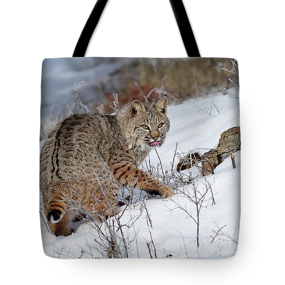 Mammal Tote Bag featuring the photograph Bob Cat Hunting in Winter by Dennis Hammer
