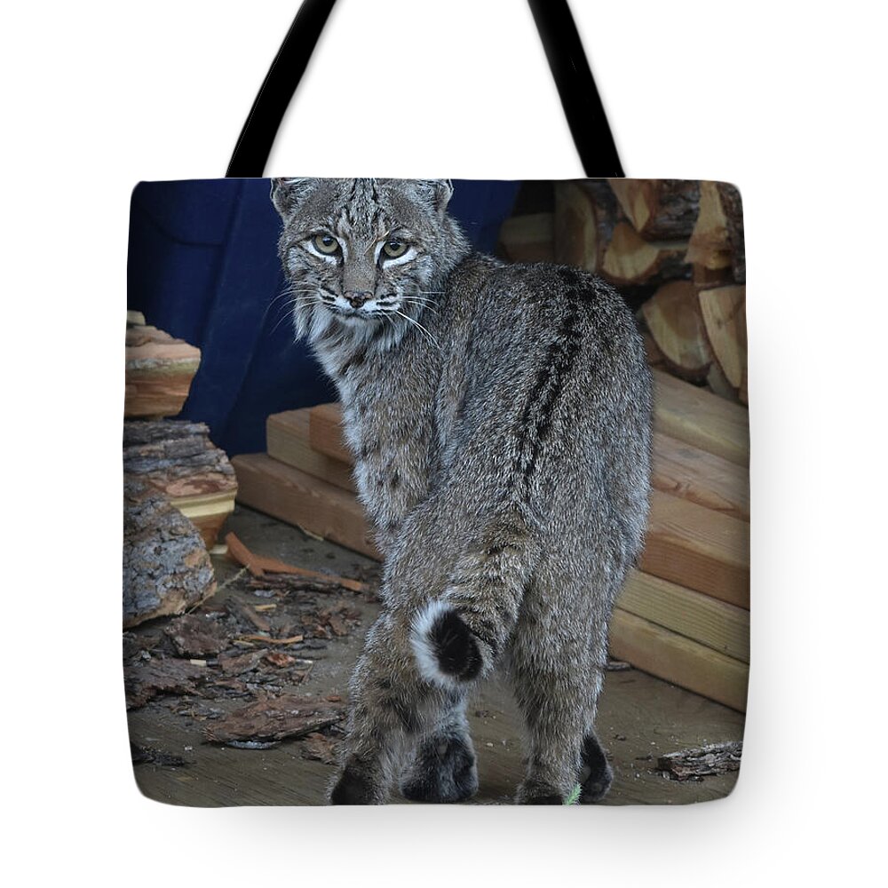 Bobcat Tote Bag featuring the photograph Bobcat by Ben Foster